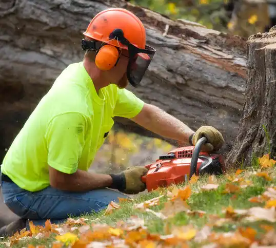 tree services Petoskey